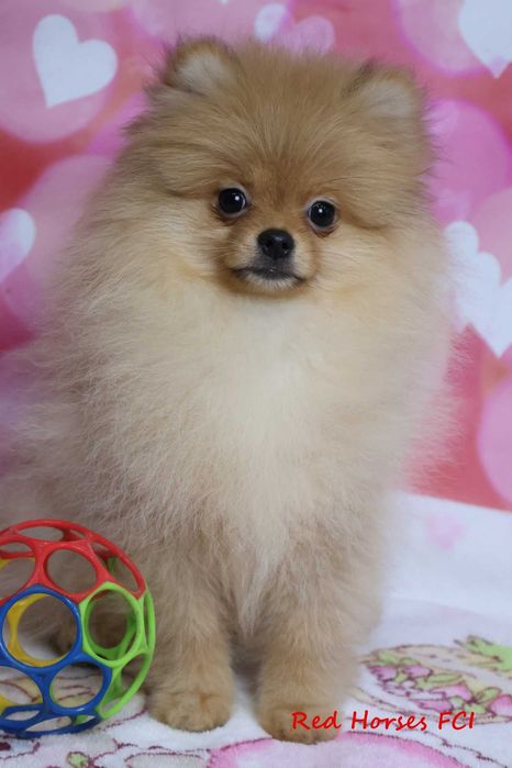 ***Szpic miniaturowy Pomeranian ***