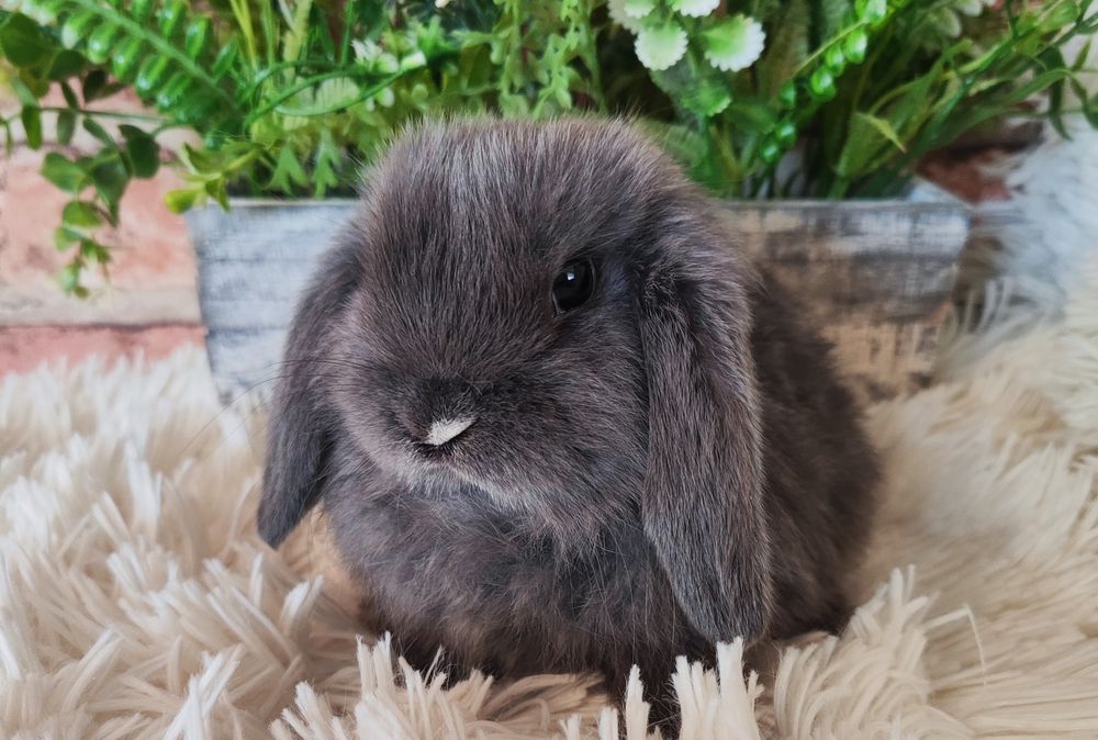 Króliczki mini lop