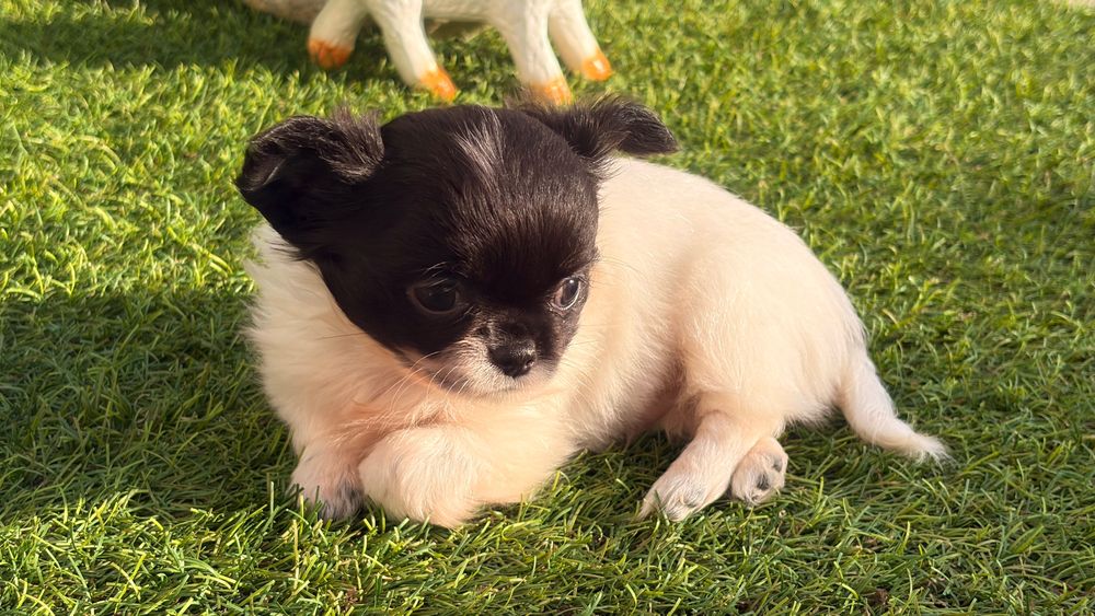 Chihuahua  macho