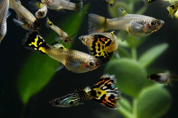 Gupik rybka akwariowa