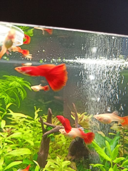 Gupik Full Red Albino (PARKA)