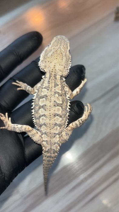 Agama karłowata samiczka