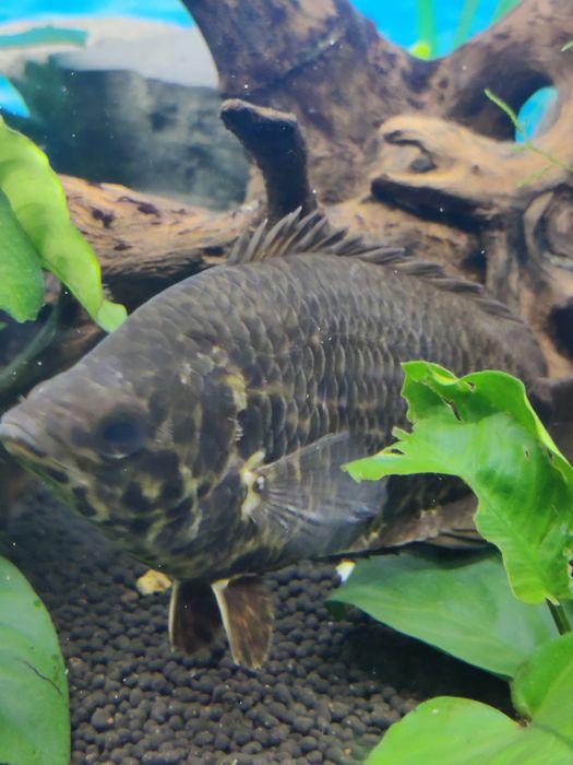 Peixes tropicais