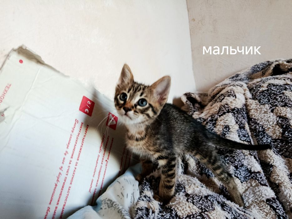 Віддам кошенят у добрі руки