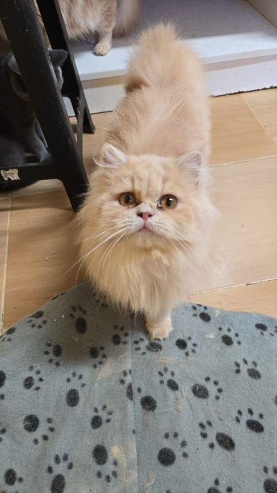 Gatos persas para dar a pessoas responsáveis