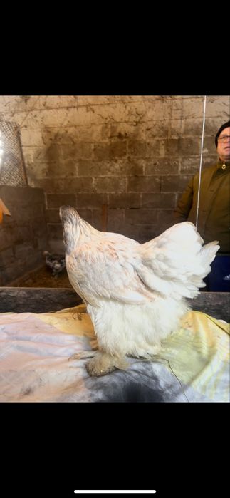 Sprzedam brahme olbrzymią srebna i niebieska