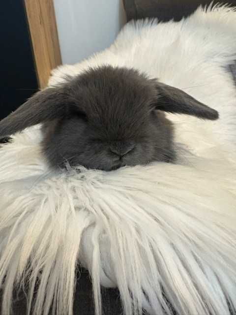 Króliki baranek miniaturka karzełek mini lop