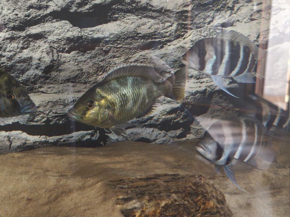 Pyszczak wspaniały- Nimbochromis venustus-  4 pyszczaki