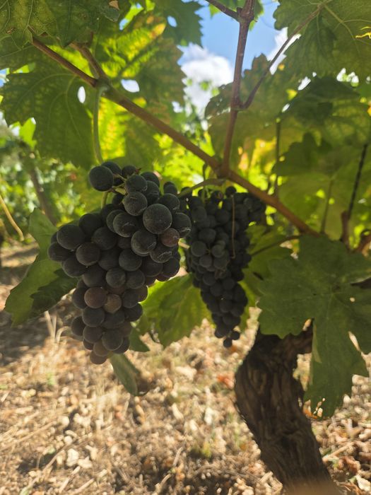 Vendo Uva para vinho