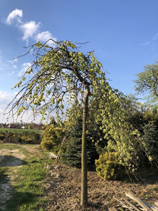 Wiąz camperdownii wiąz szypułkowy,górski