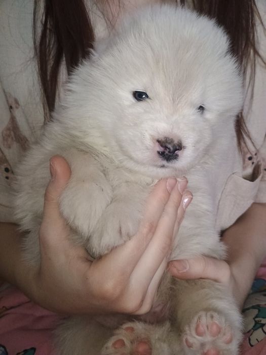 Цуценята самоїда