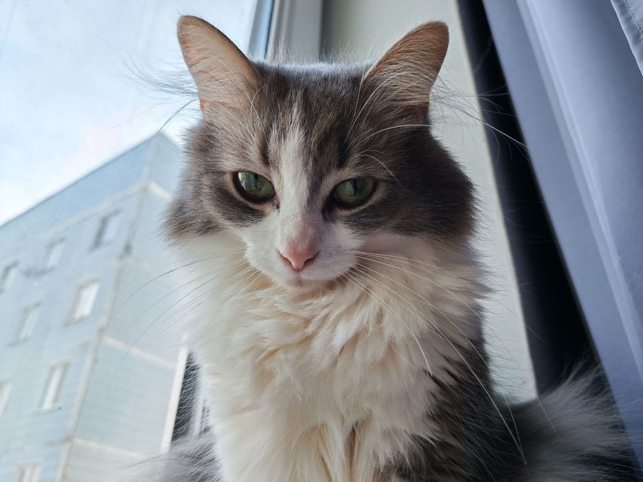 Яша терміново шукає дім! SOS