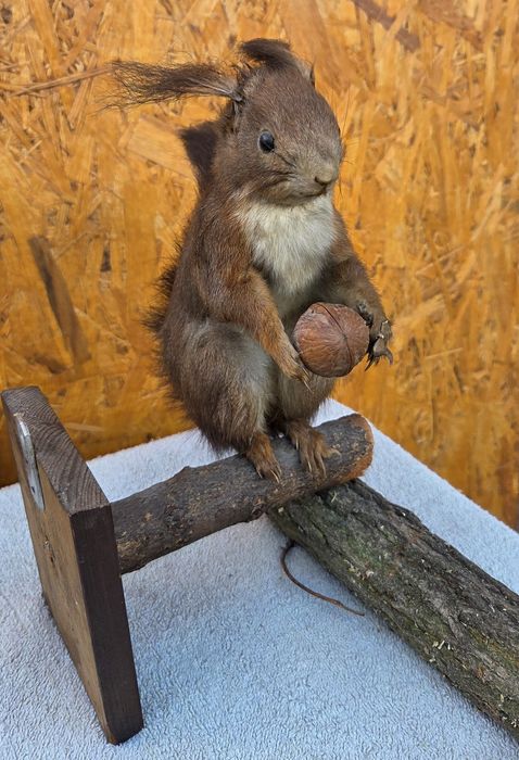 Продам   Чучело    белки