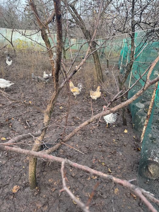 Продам семью гусей мамутов. Есть гусь и гусыня.