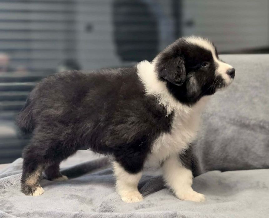 Owczarek australijski suczka