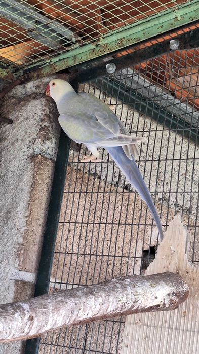 Ring necks varias mutações 2025