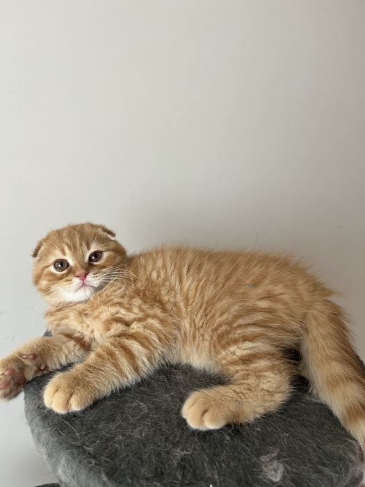 Scottish fold macho