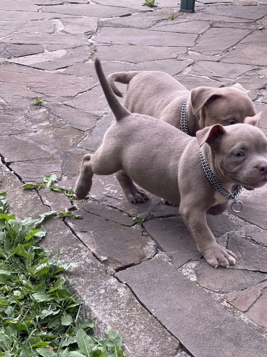 Американский булли