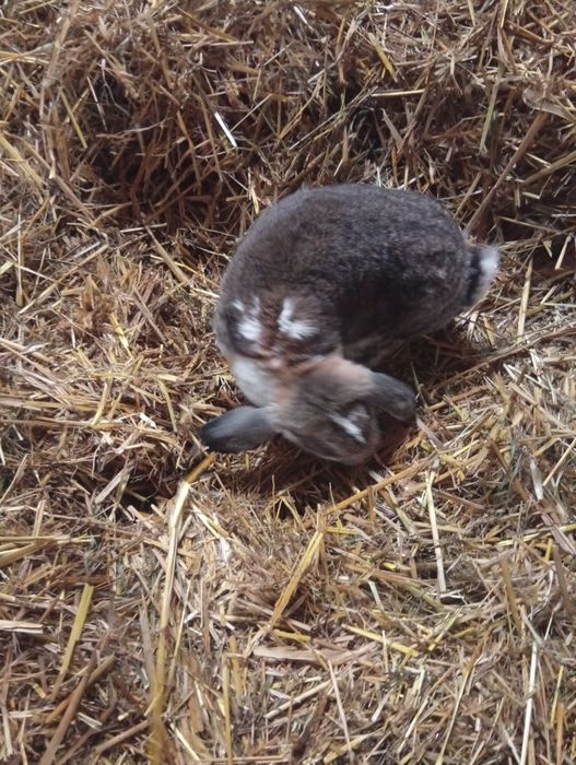 Królik samica baran francuski