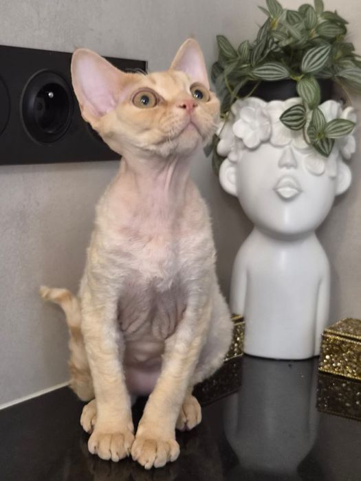 Devon rex, piekny kocur devon rex, FPL, FIFE