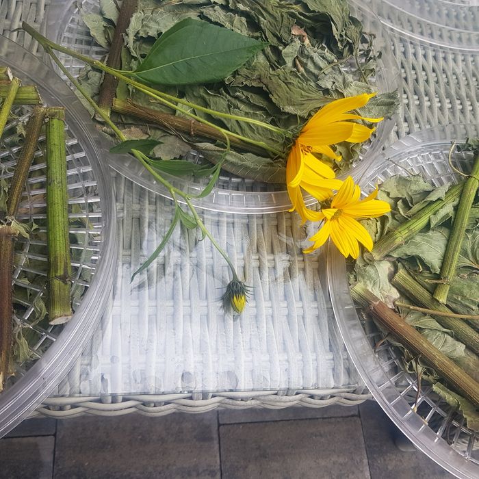 Topinambur suszony królik gryzonie