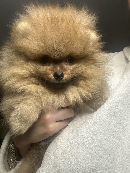 Чудовий малюк мішка