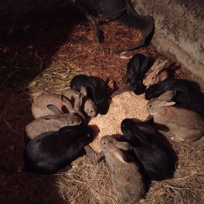 Продаю кроїв що саме вас цікавить самці є білі риже сивіші