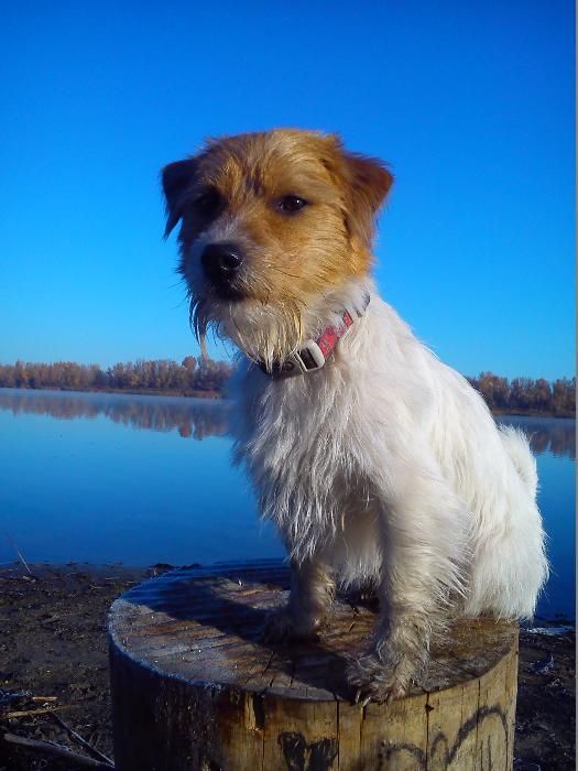 Джек Рассел терьер вязка (Брокен)