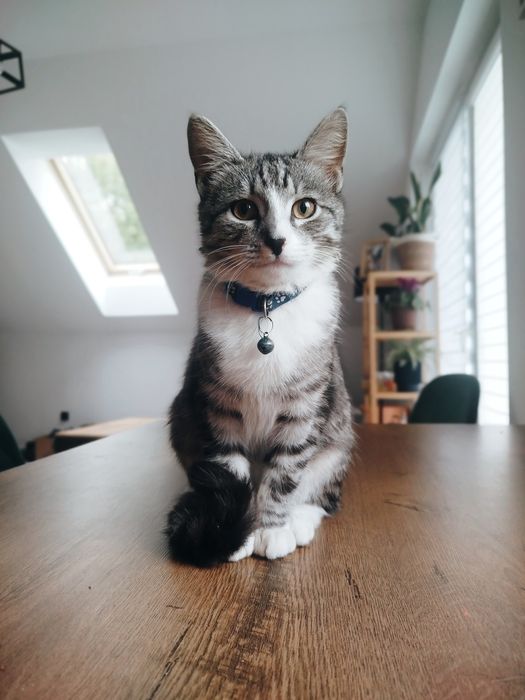 Zaginął kot Wola Rzędzińska