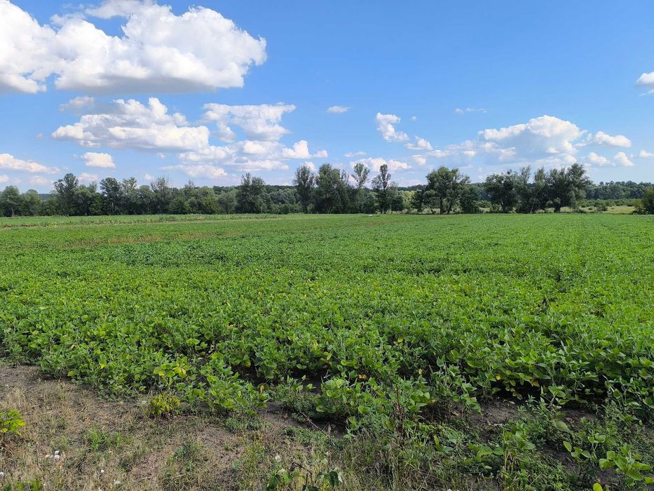 Продаж будинку 117,6 м² (біла цегла) + 45 сот з виходом до річки, с. Куцівка