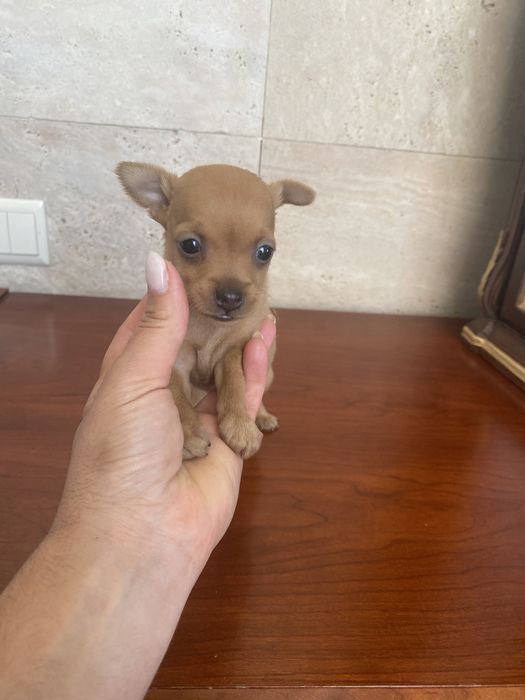 Pinscher magnifico