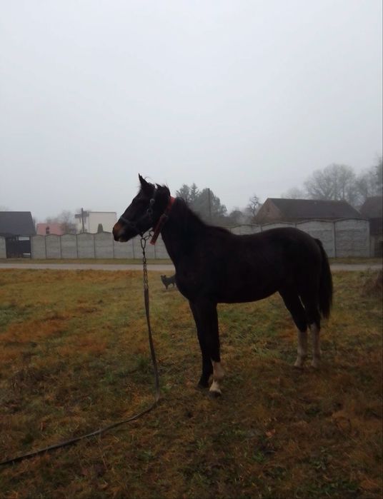 Sprzedam Klacz Śląską i ogiera Halfingera