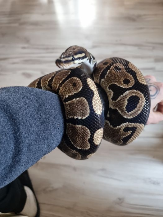 Wąż nie-zbożowy samiec