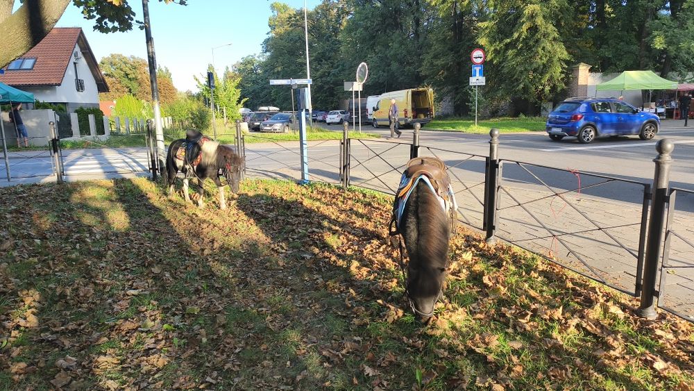 Kucyki spokojne bardzo