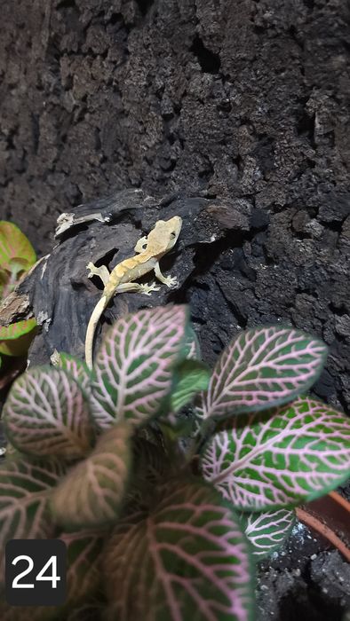 Młode gekony orzęsione wielokolorowe