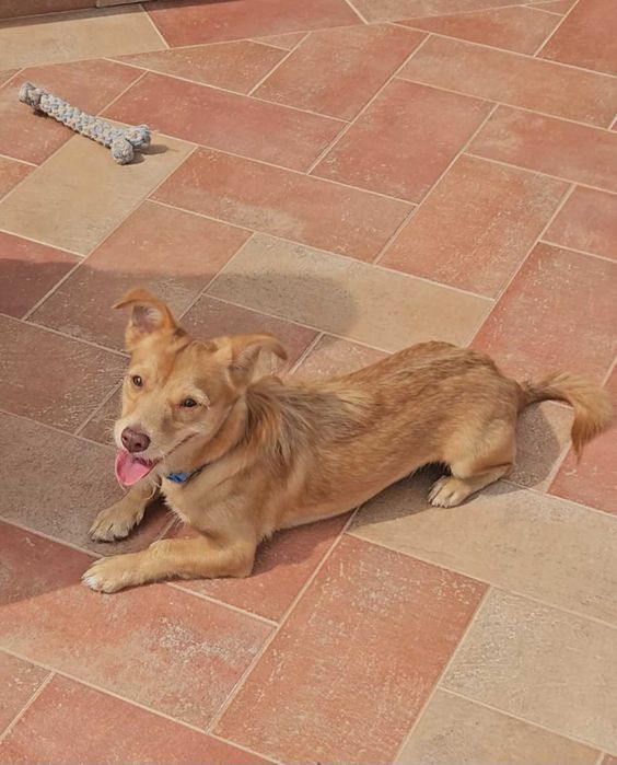 Jimmy, Cão 8 meses porte pequeno para adoção