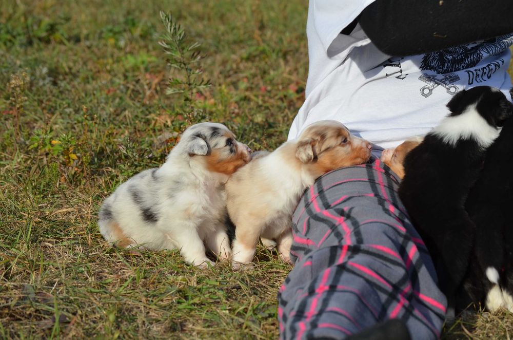 Ауссі/Австралійська вівчарка!Київ,або відправлю. Є "Оплата частинами"