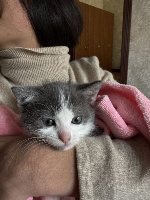 КОШЕНЯ (котик) шукає люблячу родину