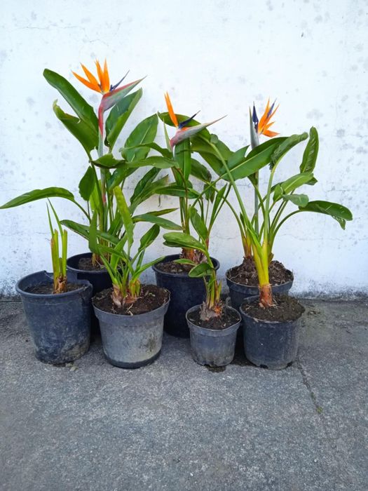 Vendo estrelicias com raiz, ou em vaso