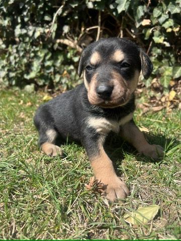 Oddam szczeniaki w dobre ręce