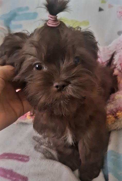 Felix unikatowy chlopczyk Shih Tzu/ domowa hodowla