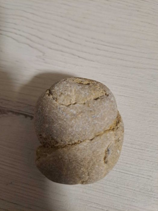 Fócil concha.
