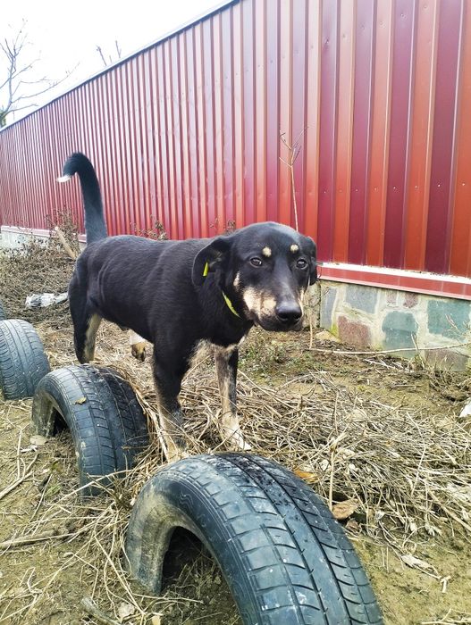 Шукає родину молодий песик