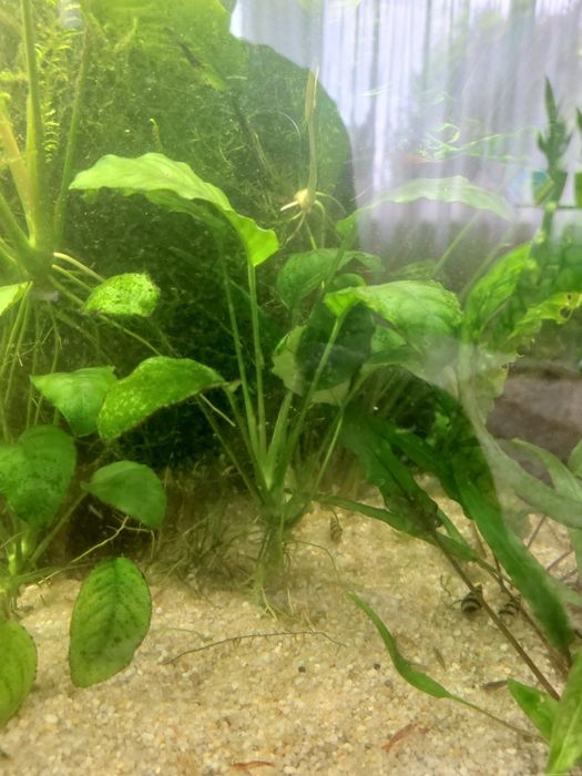 Roślina  Anubias