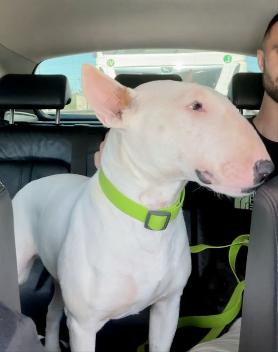 Перевозка животных котов собак перевезення тварин котів собак доставка