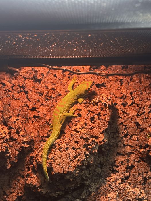 Dzienny zielkony gekon madagaskarski