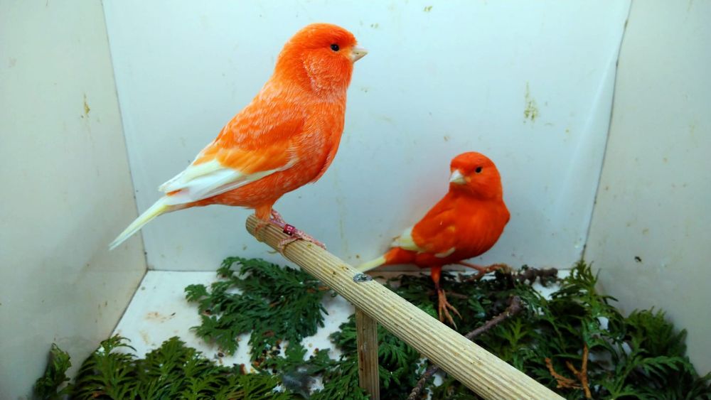 Kanarki czerwone białoloty 2025 i 2024 r.