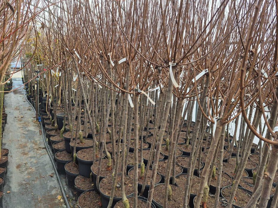 Migdałek trójklapowy szczepiony na pniu