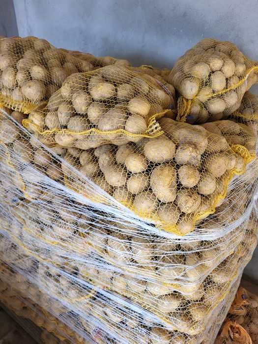 Ziemniaki paszowe , buraczki paszowe ,marchew