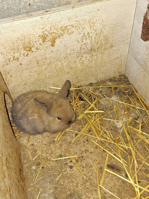 Coelhos Anões Raça Belier Puros